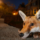 Image: Sam Hobson
